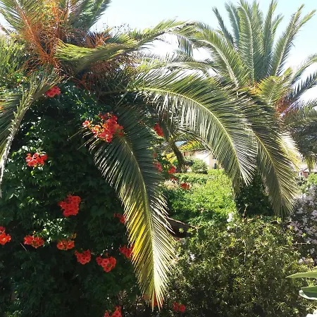 Alexandra Spingou Dassia (Corfu)